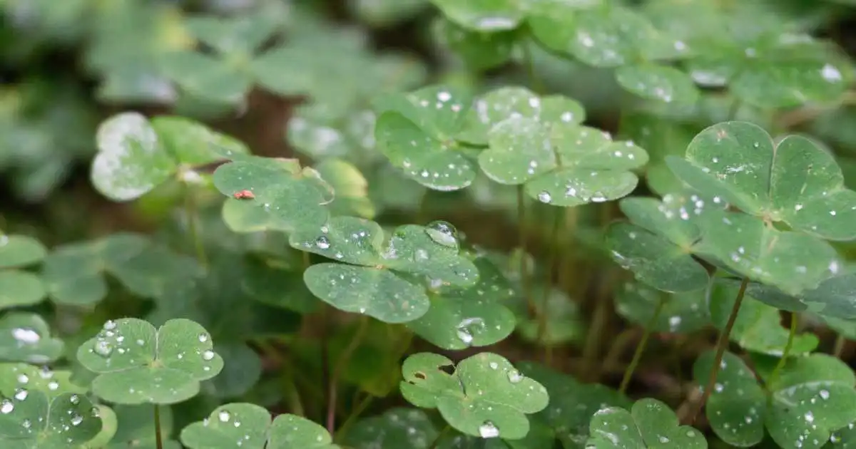 Clover leaves with water droplets